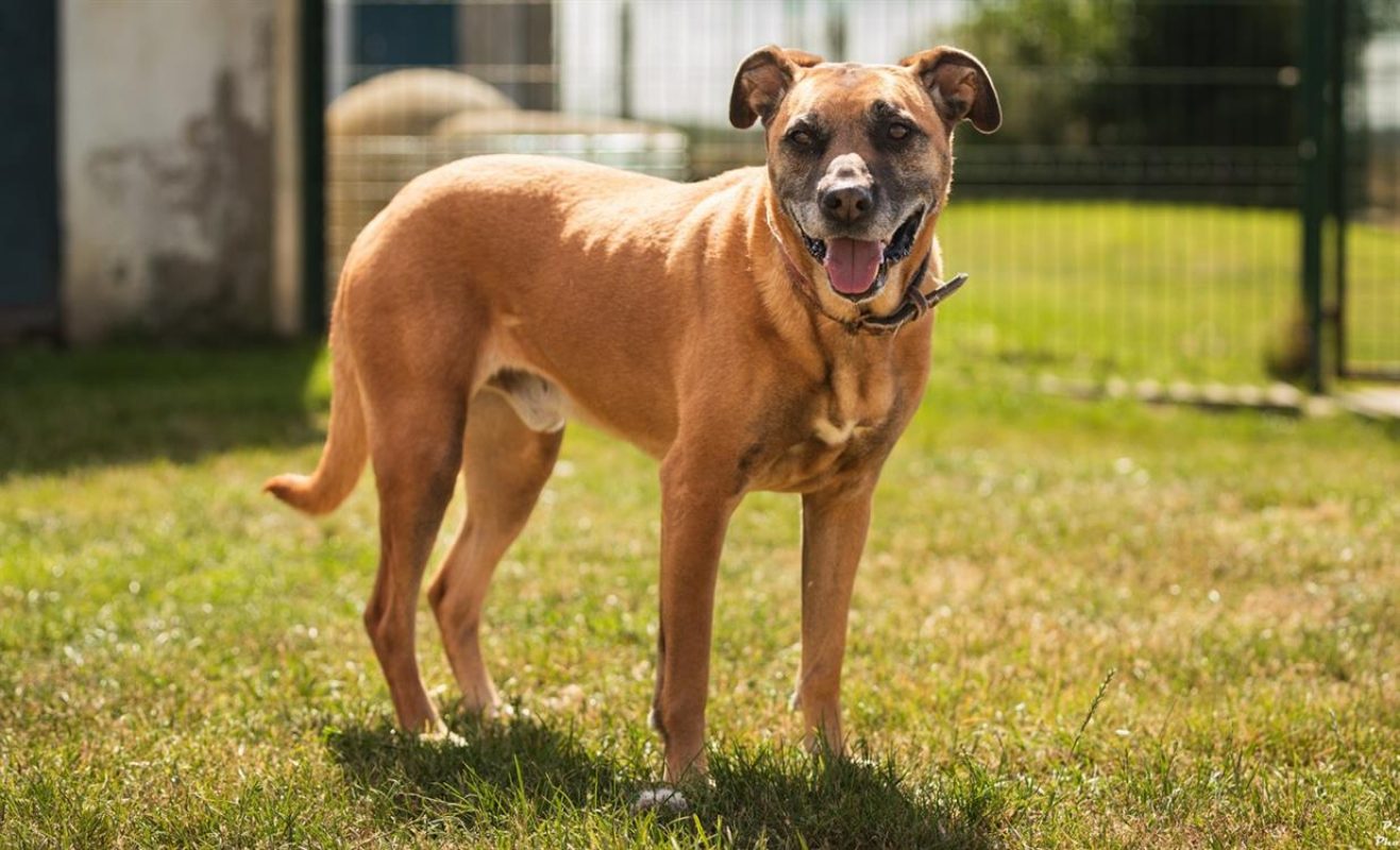 Nuts - Chien à adopter