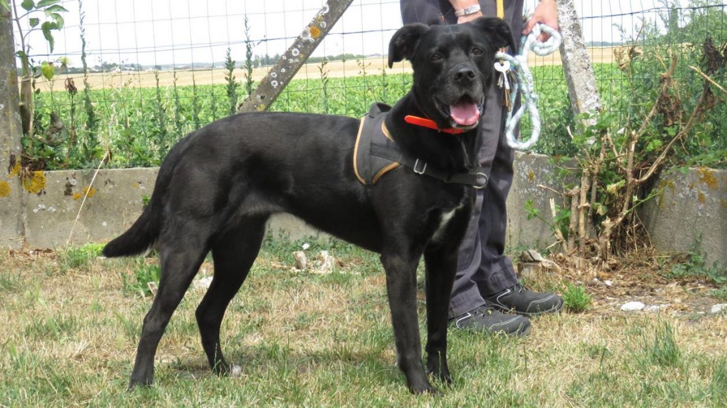 Cassie - Chien à adopter - photo 2