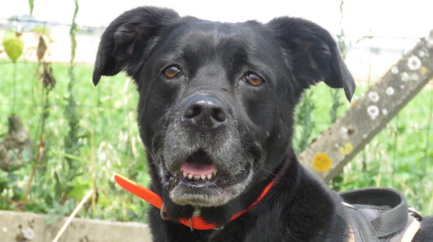 Cassie - Chien à adopter - photo 3