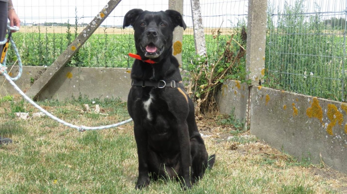 Cassie - Chien à adopter - photo 4