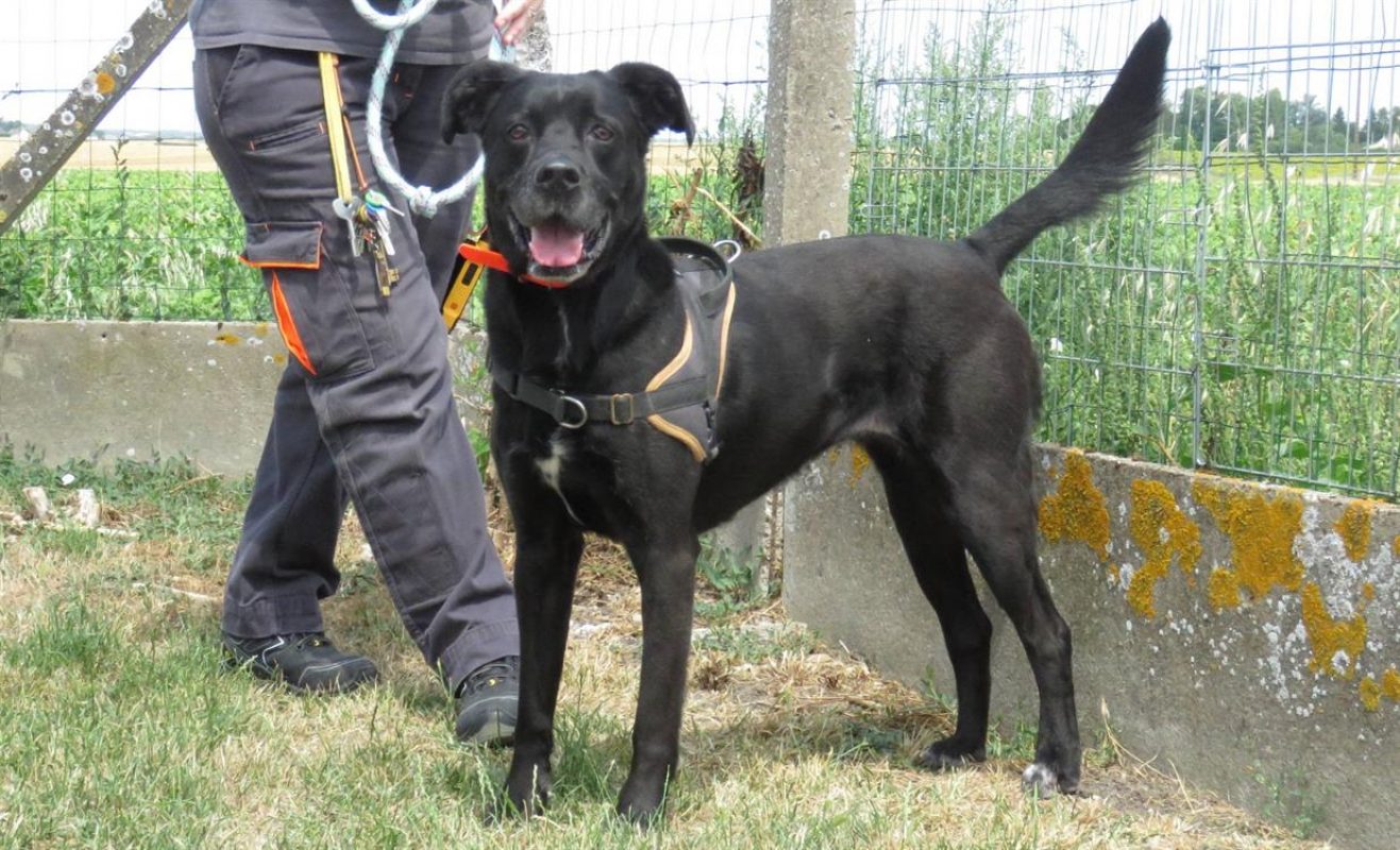 Cassie - Chien à adopter - photo 5