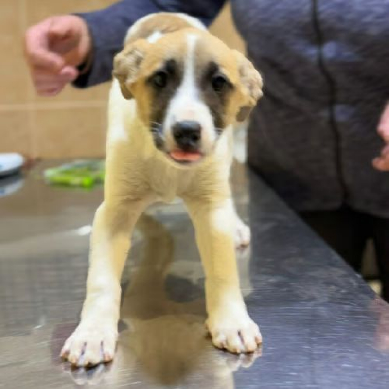 Photo #4 de BARNEY