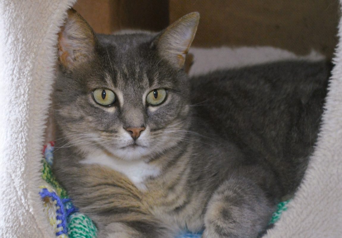 Sassy - Chat Européen à adopter