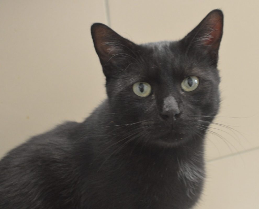 Clem - Chat Européen à adopter