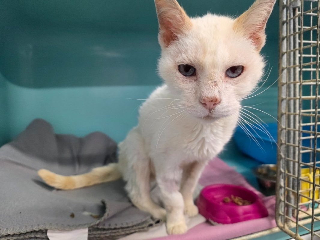 Maïs - Chat Européen à adopter