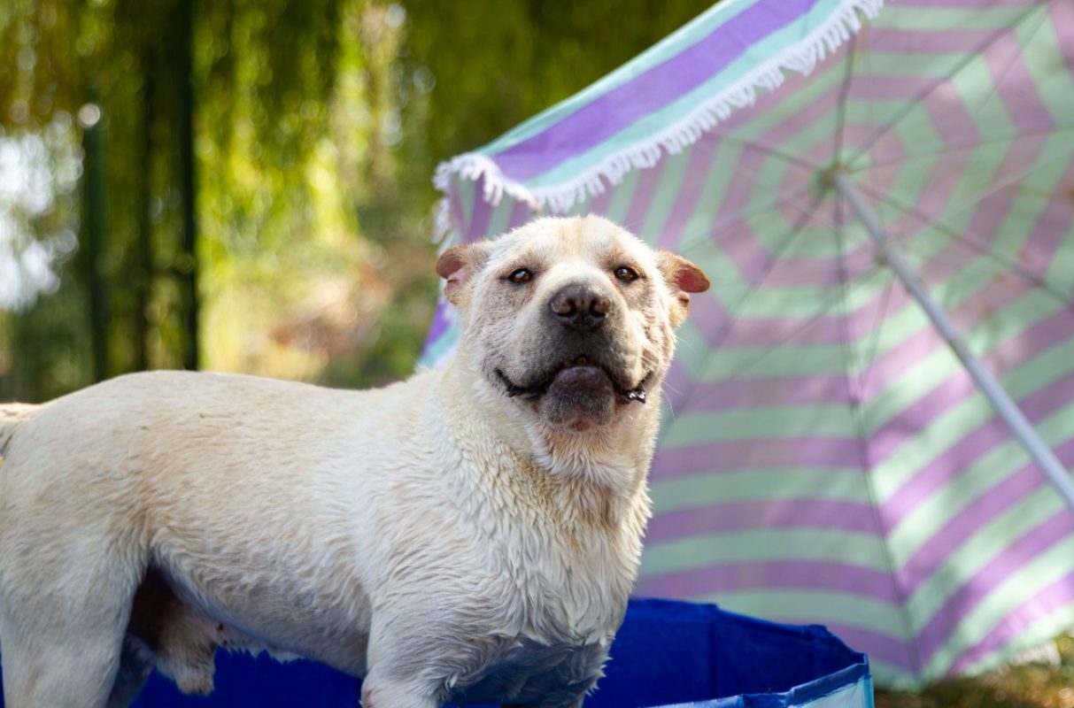Simba - Chien à adopter
