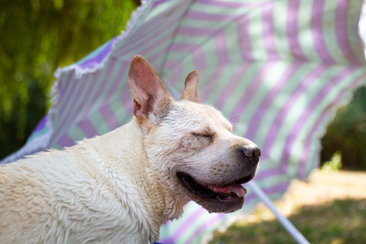 Simba - Chien à adopter - photo 2