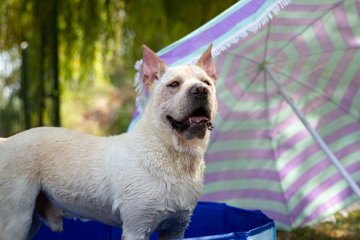 Simba - Chien à adopter - photo 3