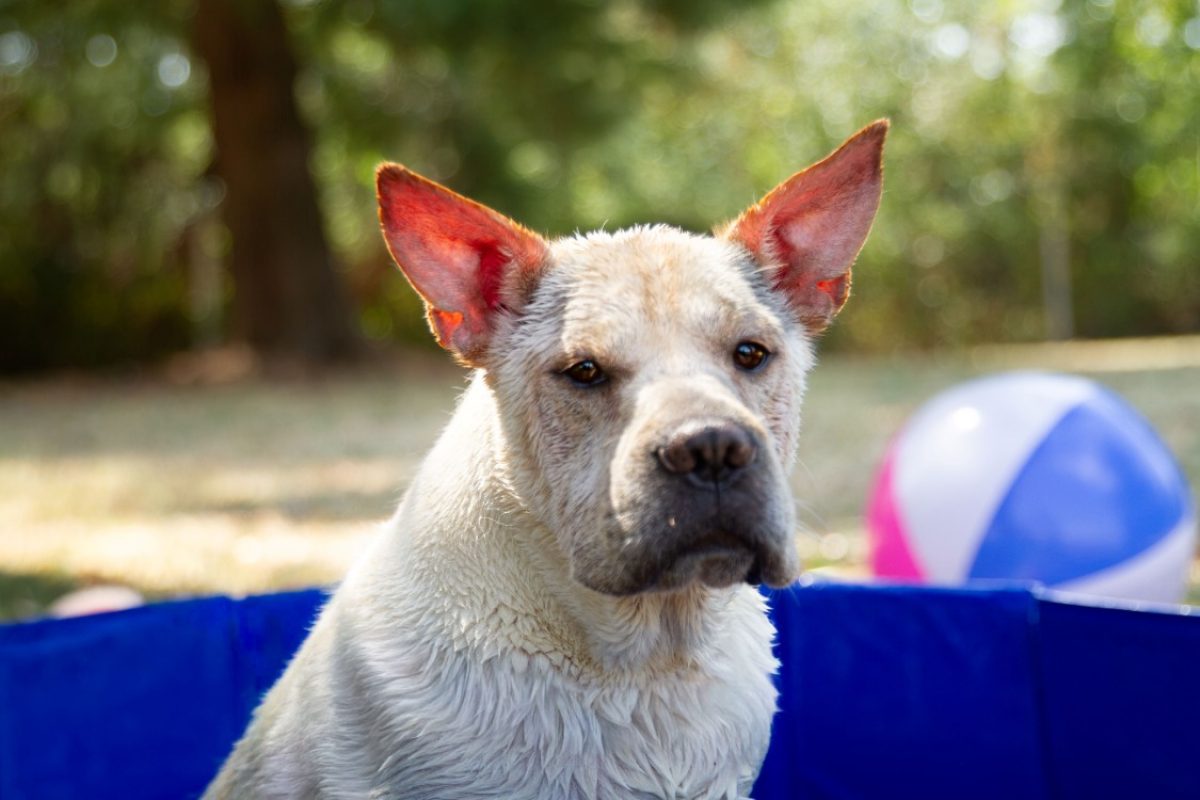 Simba - Chien à adopter - photo 4