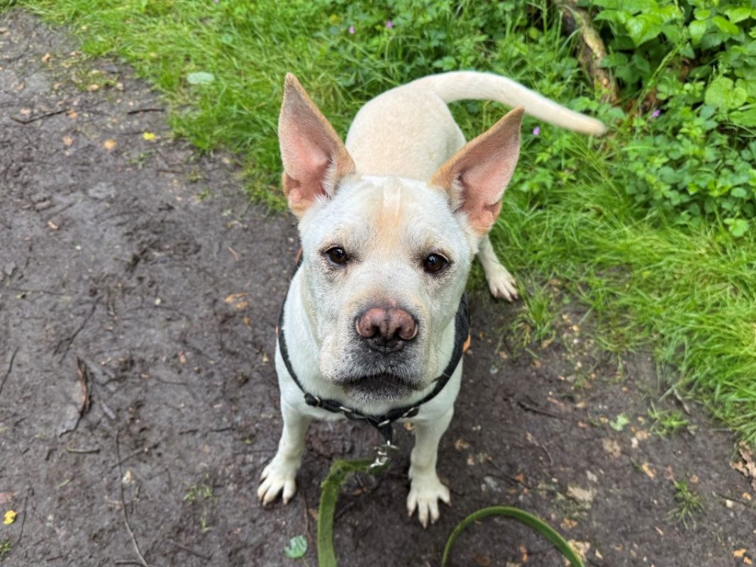 Simba - Chien à adopter - photo 6
