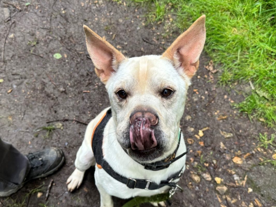 Simba - Chien à adopter - photo 8