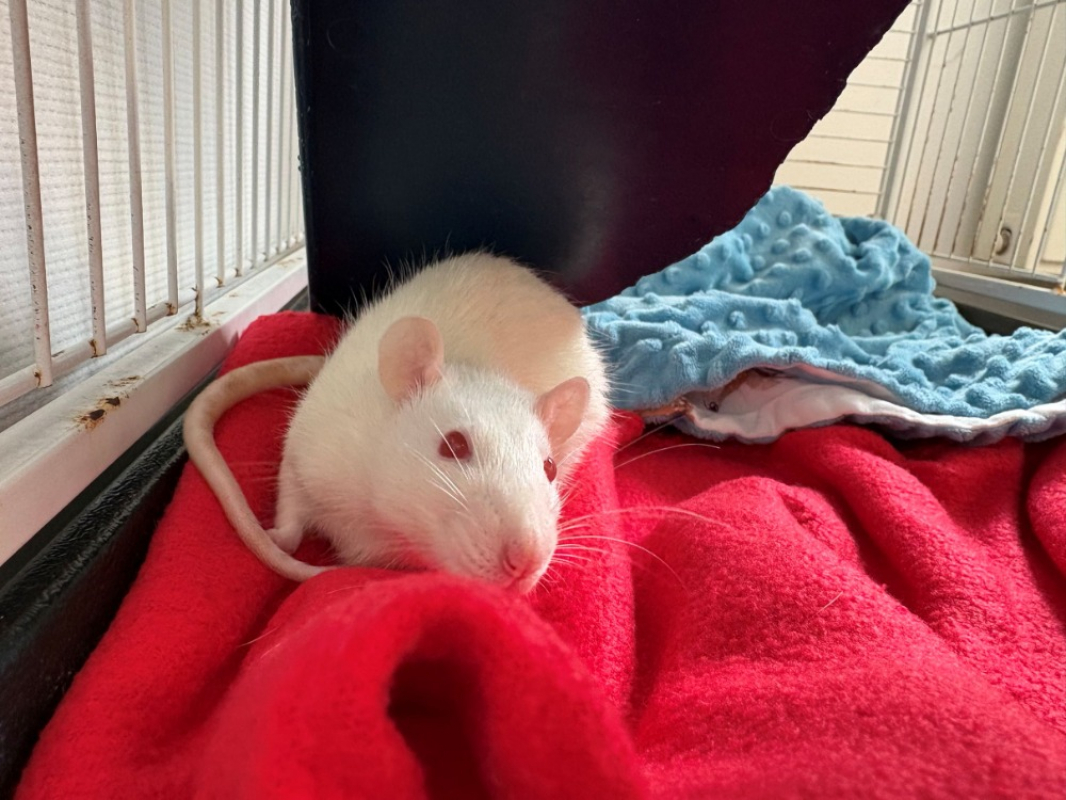 Photo de Pixel