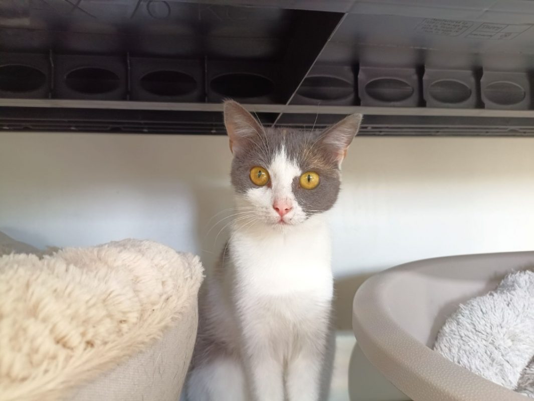 Pissenlit - Chat Européen à adopter