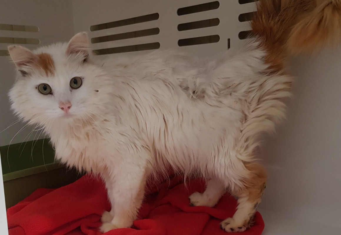Photo #1 de Simba