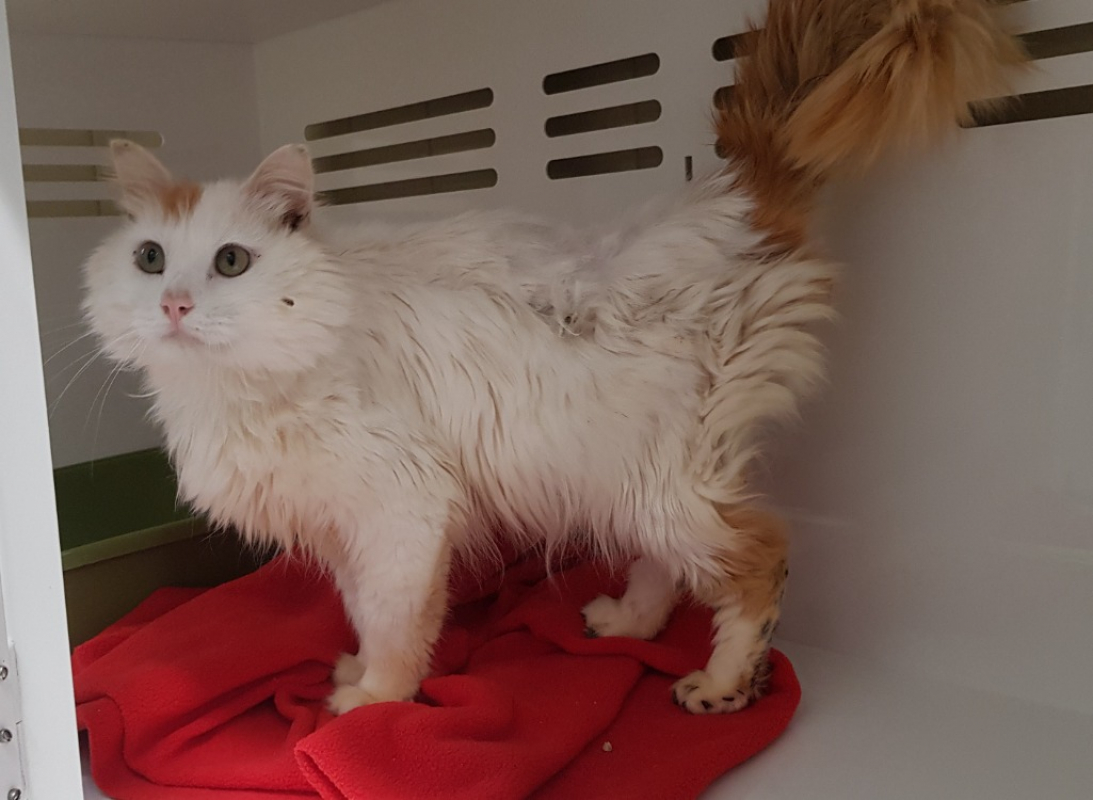 Photo #2 de Simba