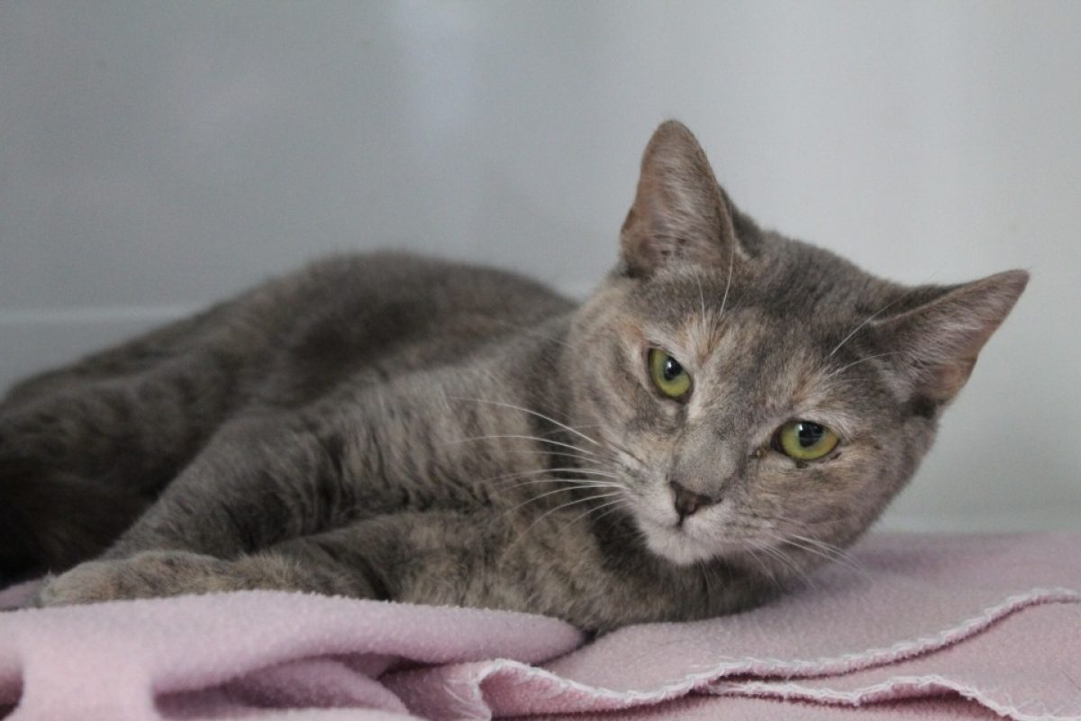 Astrid - Chat Européen à adopter