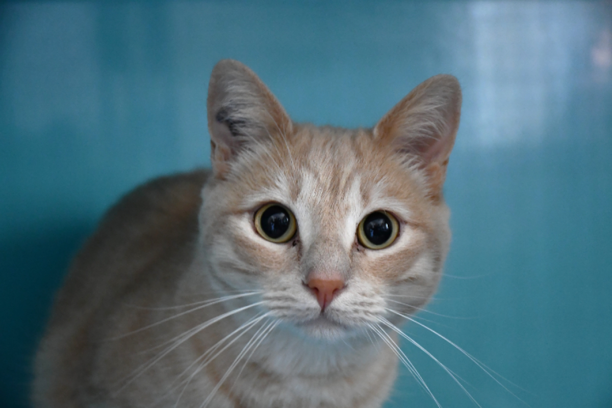 Photo de Garfield