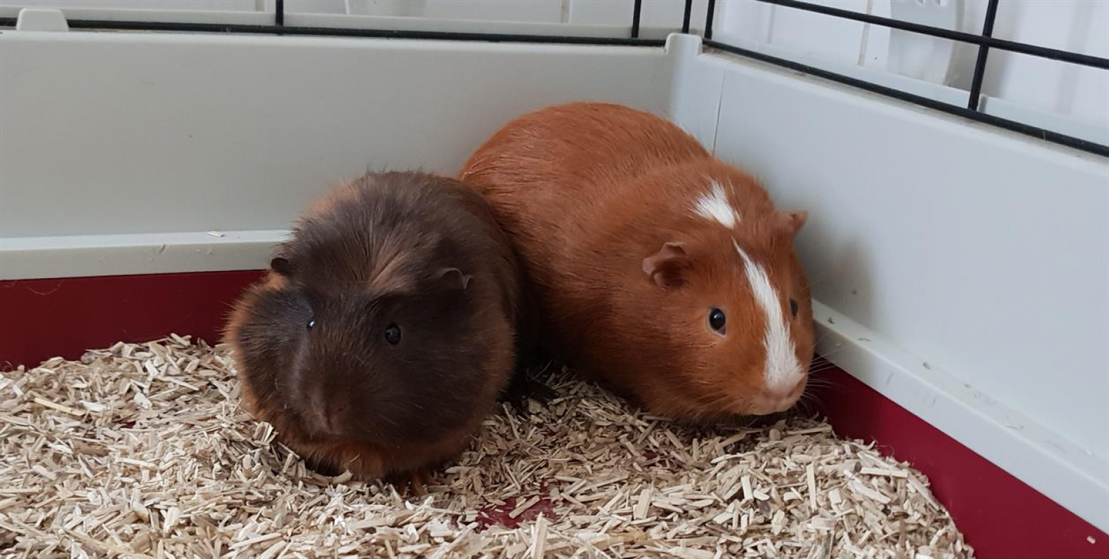 Photo #1 de Rosie en duo avec suzie