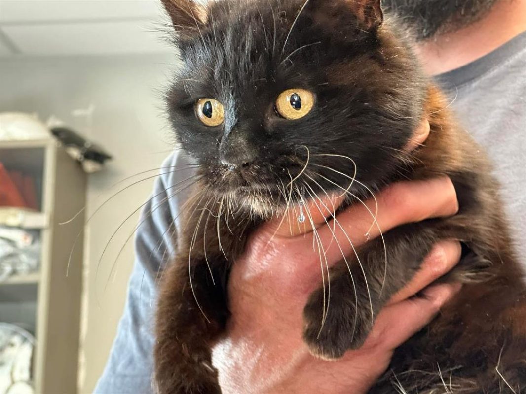 Lambada - Chat Européen à adopter