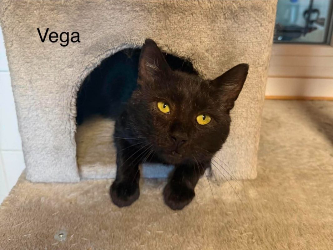 Vega - Chat Européen à adopter