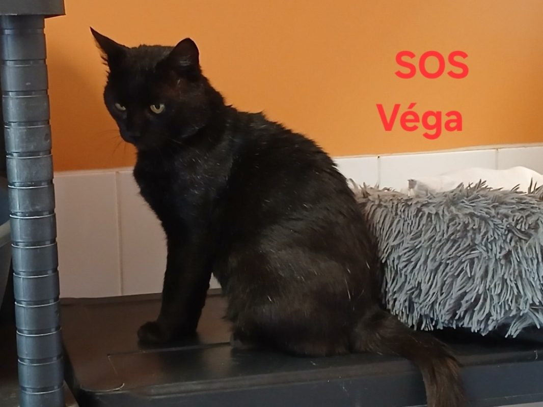 Vega - Chat Européen à adopter - photo 2