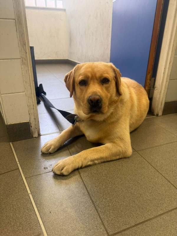 Photo de SIMBA