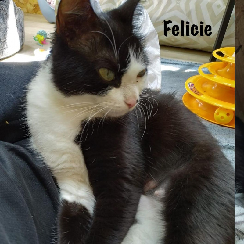 Photo #6 de FELICIE