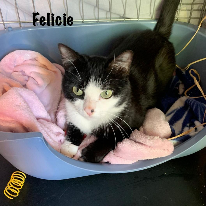 Photo #4 de FELICIE