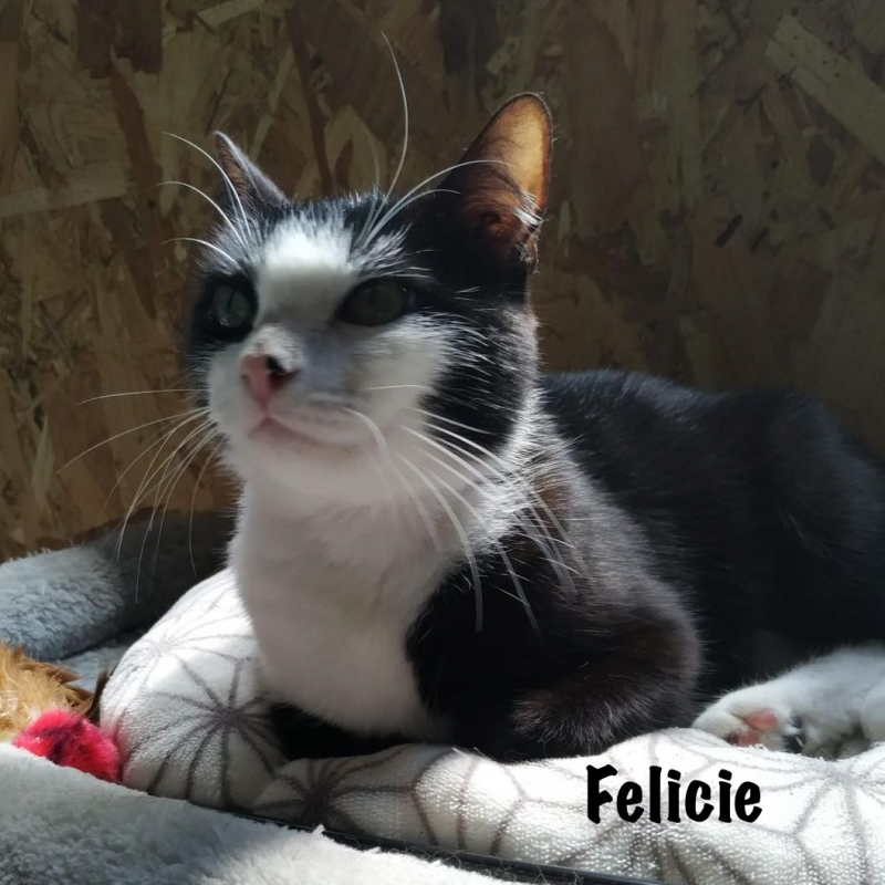 Photo #1 de FELICIE