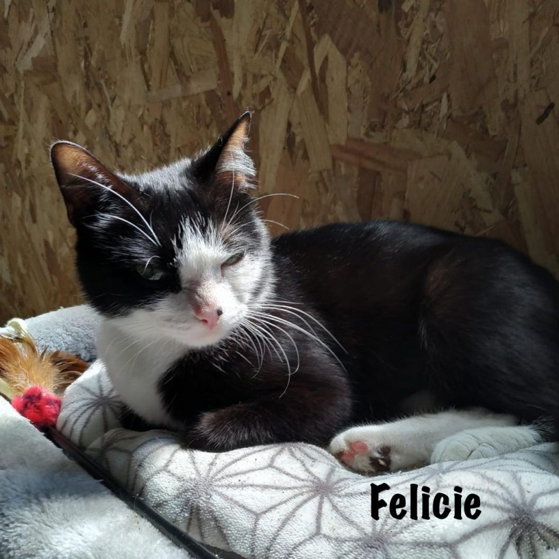 Photo #3 de FELICIE