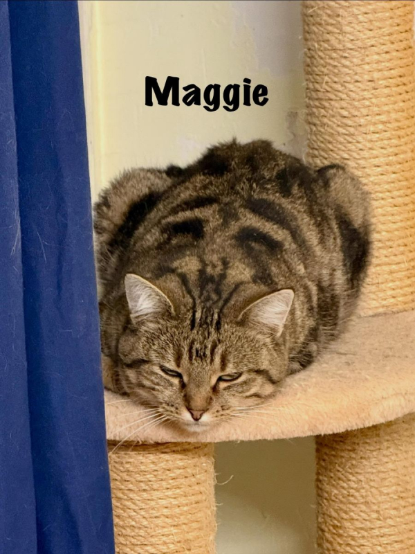 Photo #5 de MAGGIE
