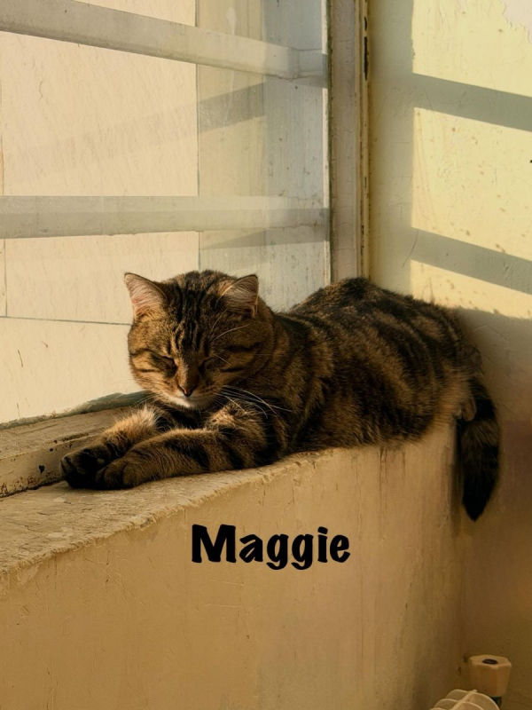 Photo #1 de MAGGIE