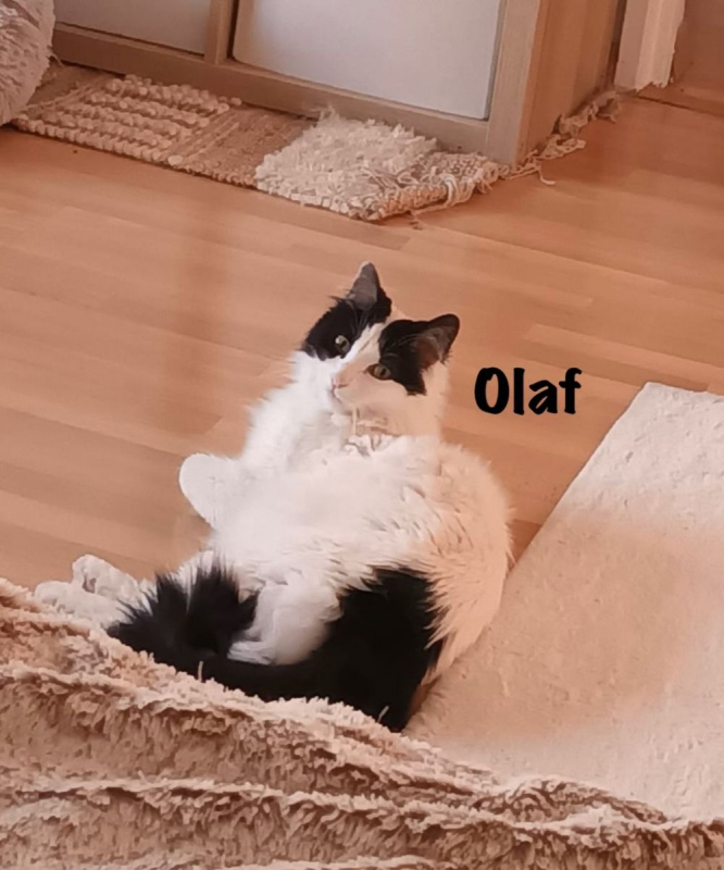 Photo #5 de OLAF