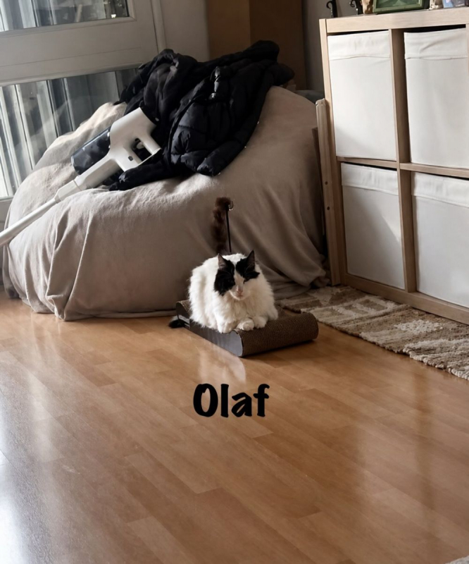 Photo #3 de OLAF
