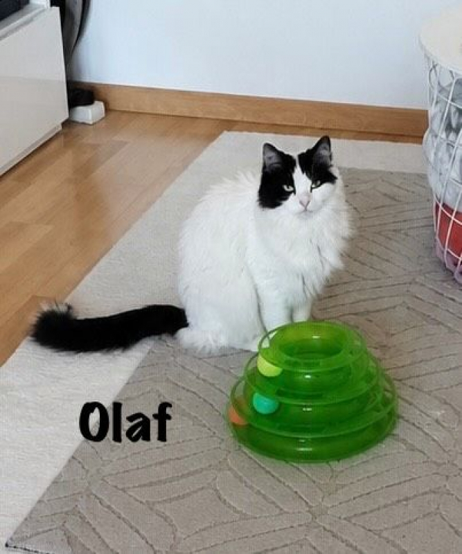 Photo #1 de OLAF