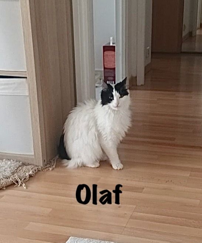 Photo #2 de OLAF