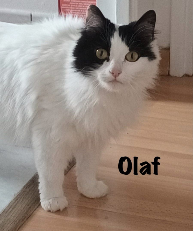 Photo #4 de OLAF