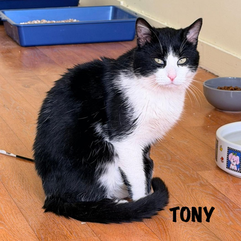 Photo #3 de TONY