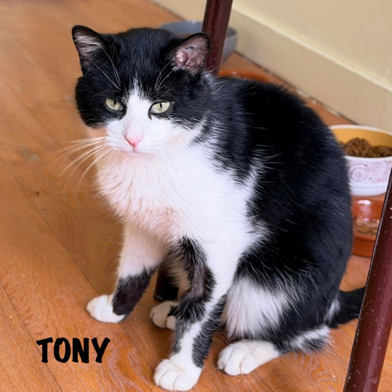 Photo #1 de TONY