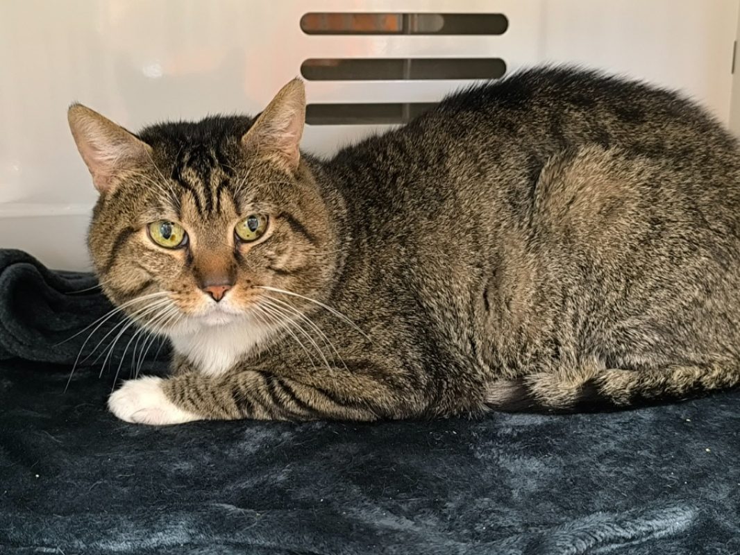 Chamallow - Chat Européen à adopter