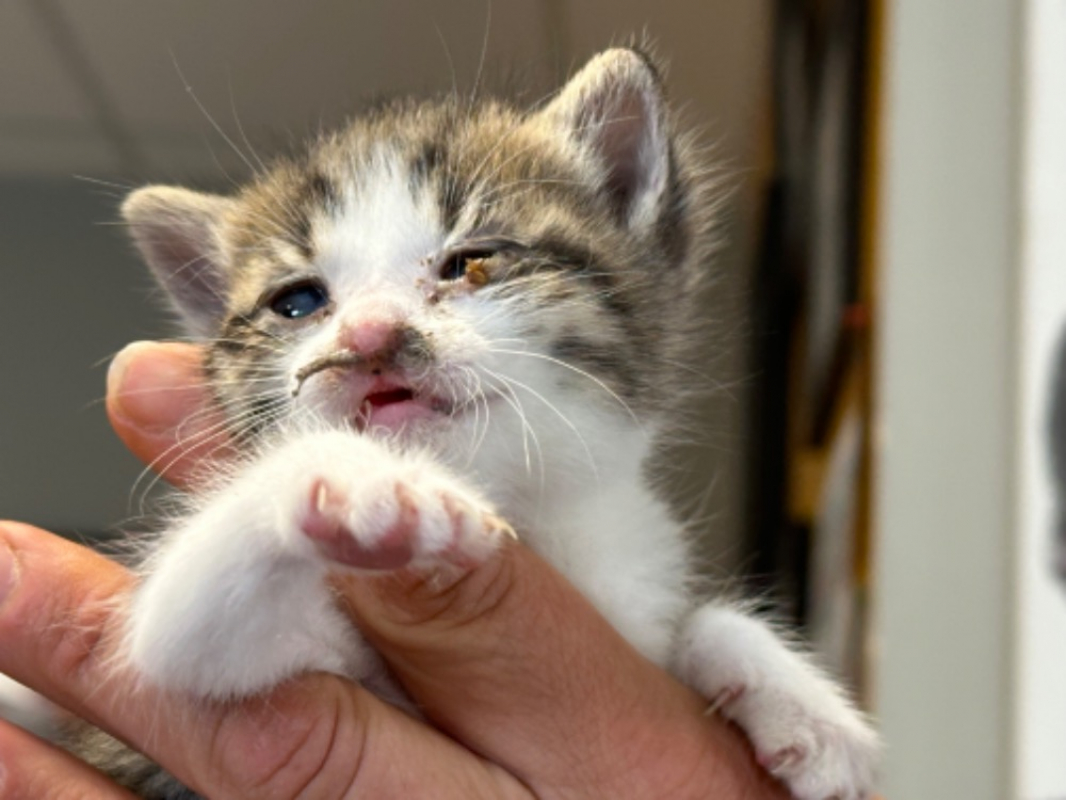 Photo #2 de Choupette