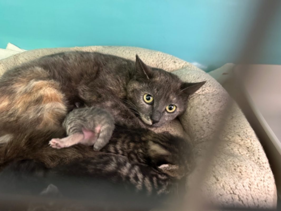 Etoile - Chat Européen à adopter