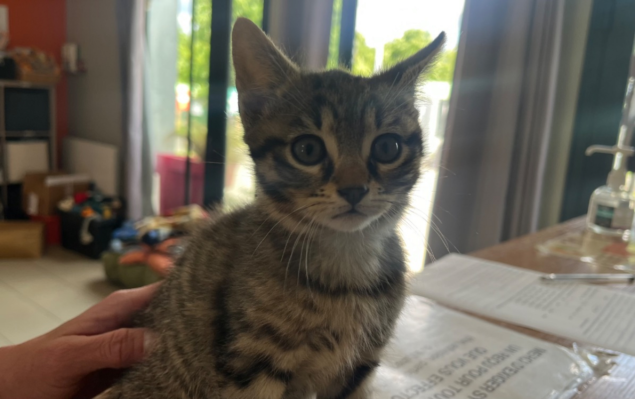 Photo de Bucky réservé