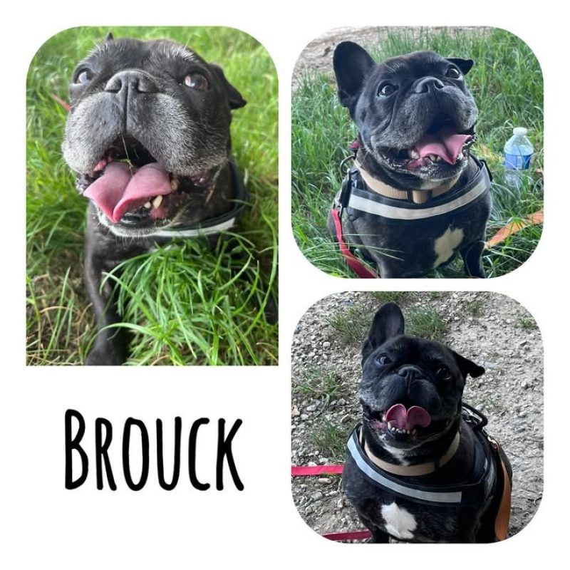 Brouck - Chien Bouledogue Français à adopter
