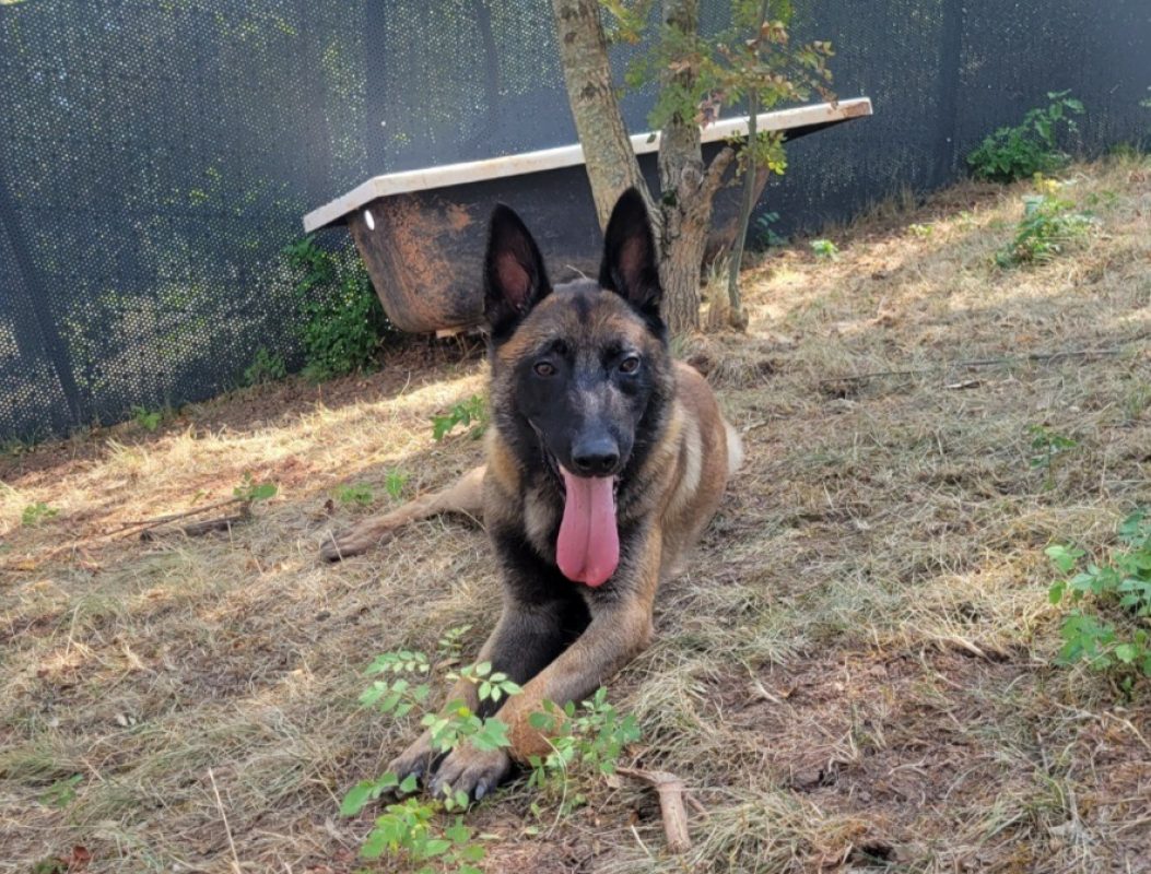 Stone - Chien Berger Belge Malinois à adopter