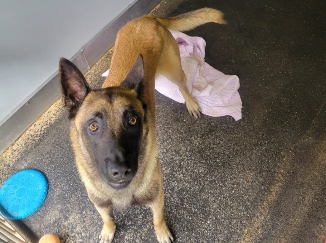 Stone - Chien Berger Belge Malinois à adopter - photo 2