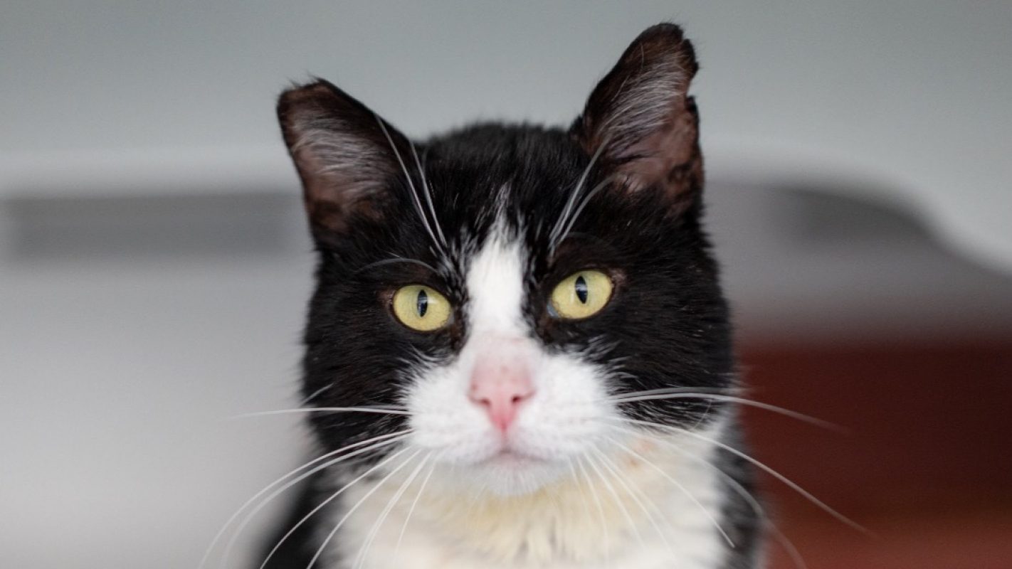 Dixi - Chat à adopter