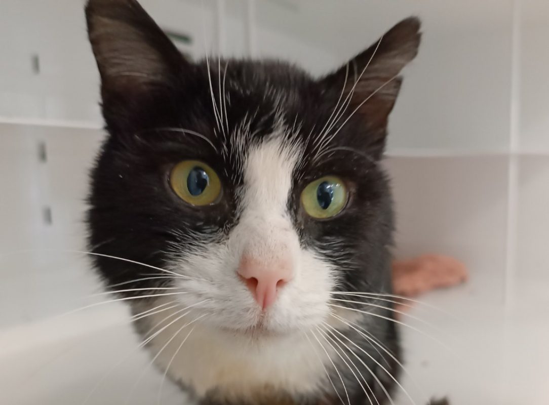 Dixi - Chat à adopter - photo 2