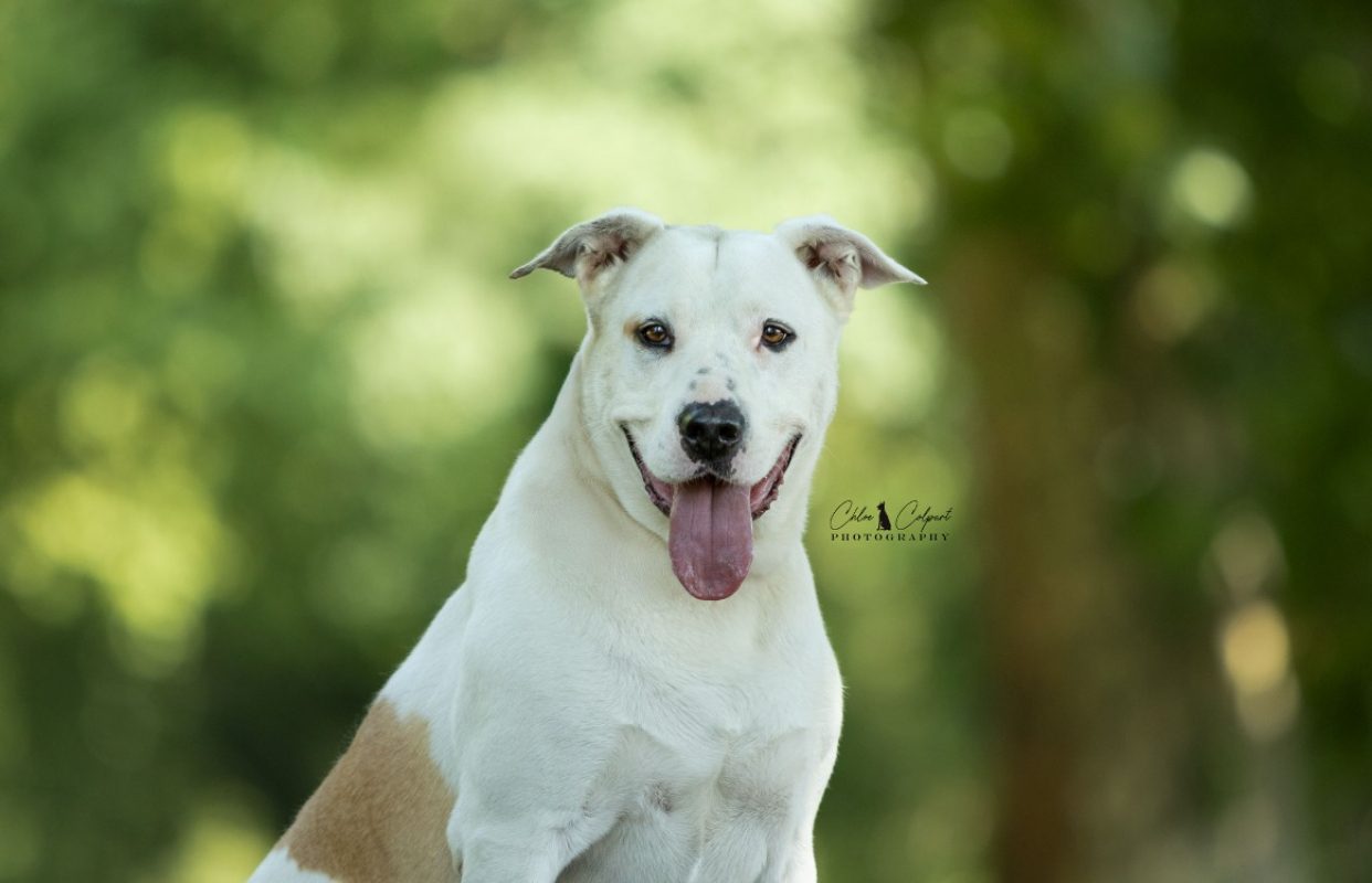 Titi - Chien Bouledogue Américain à adopter