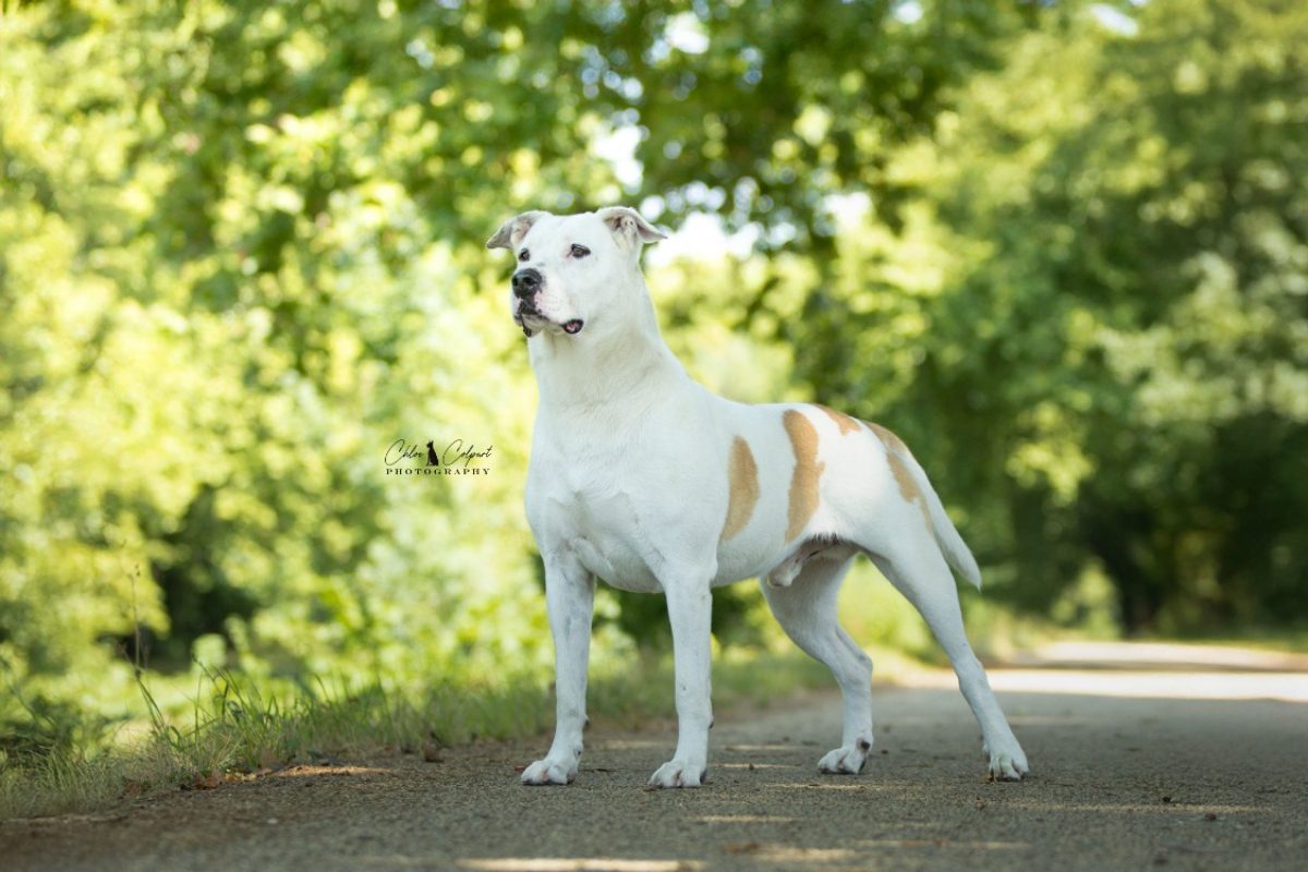 Titi - Chien Bouledogue Américain à adopter - photo 3
